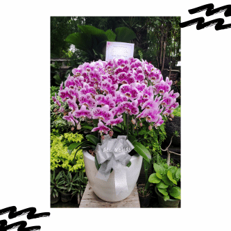 Anggrek Bulan Pink Archives De Orchids