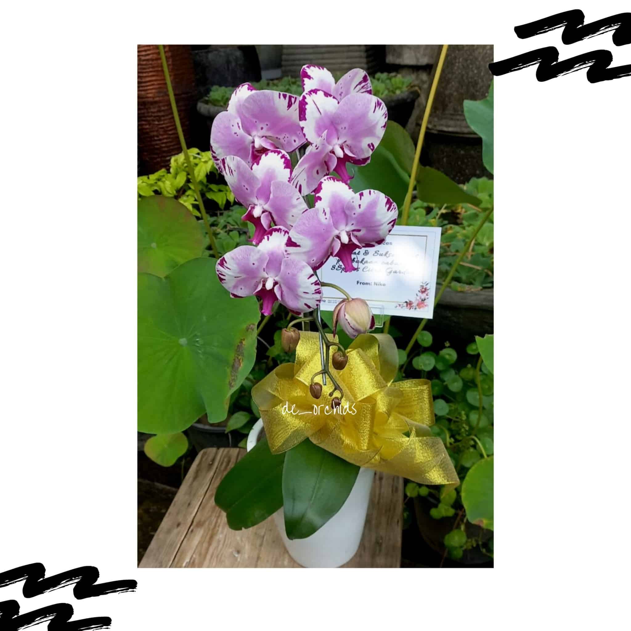 Anggrek Bulan Rangkaian Warna Pink Corak De Orchids