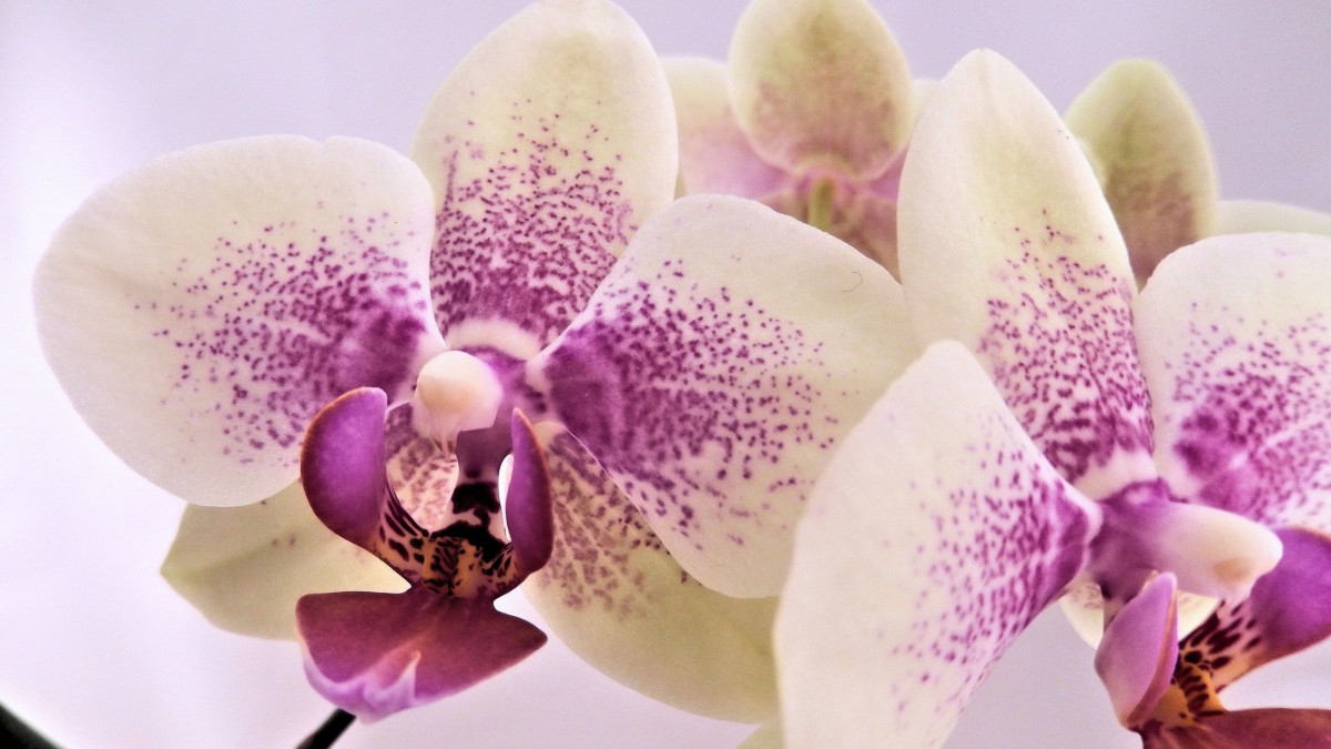 Langkah Menanam Anggrek Di Dalam Air De Orchids