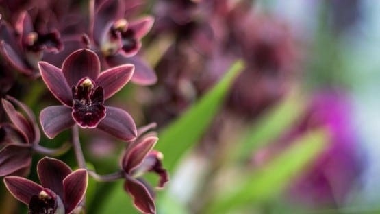 Anggrek Hitam Papua Kebanggaan Papua Yang Perlu Dilindungi De Orchids