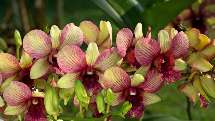 Bunga Anggrek Dendrobium De Orchids