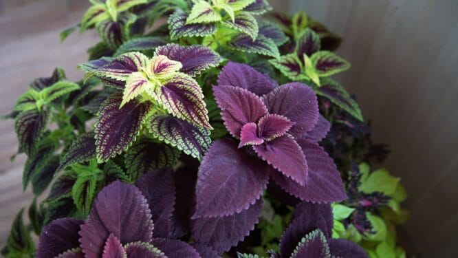 Coleus Plants Care Growing Guide De Orchids