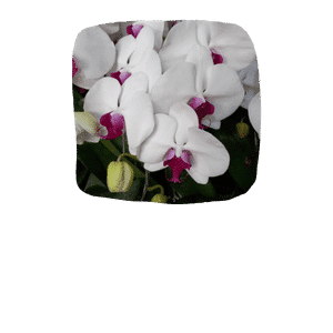 Anggrek Bulan Putih Lidah Merah Archives De Orchids