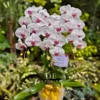 florist jakarta