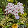 flowers jakarta