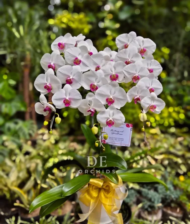 flowers jakarta
