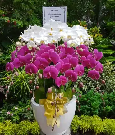 anggrek putih ungu