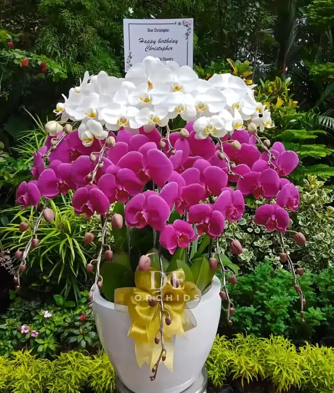 anggrek putih ungu