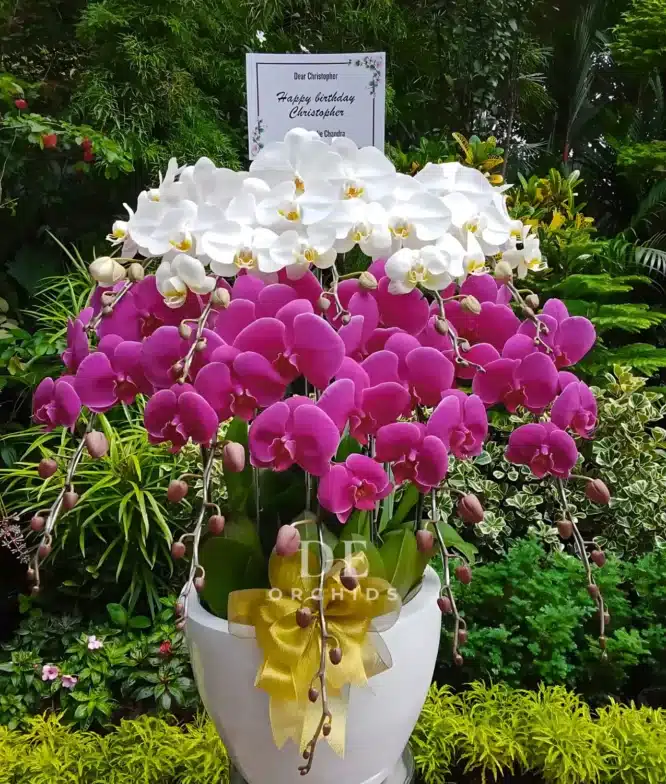 anggrek ungu