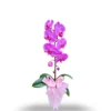 Anggrek bulan isi 1 Pohon warna Pink