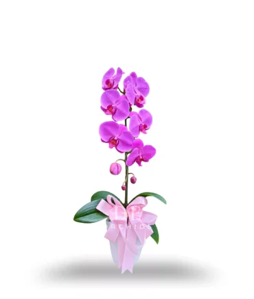 Anggrek bulan isi 1 Pohon warna Pink
