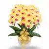 Anggrek bulan rangkaian 3 pohon warna Kuning
