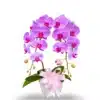 anggrek bulan pink