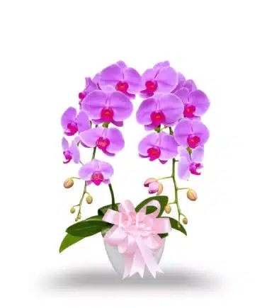 anggrek bulan pink