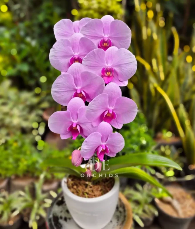anggrek bulan pink