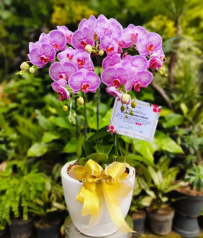 anggrek pink