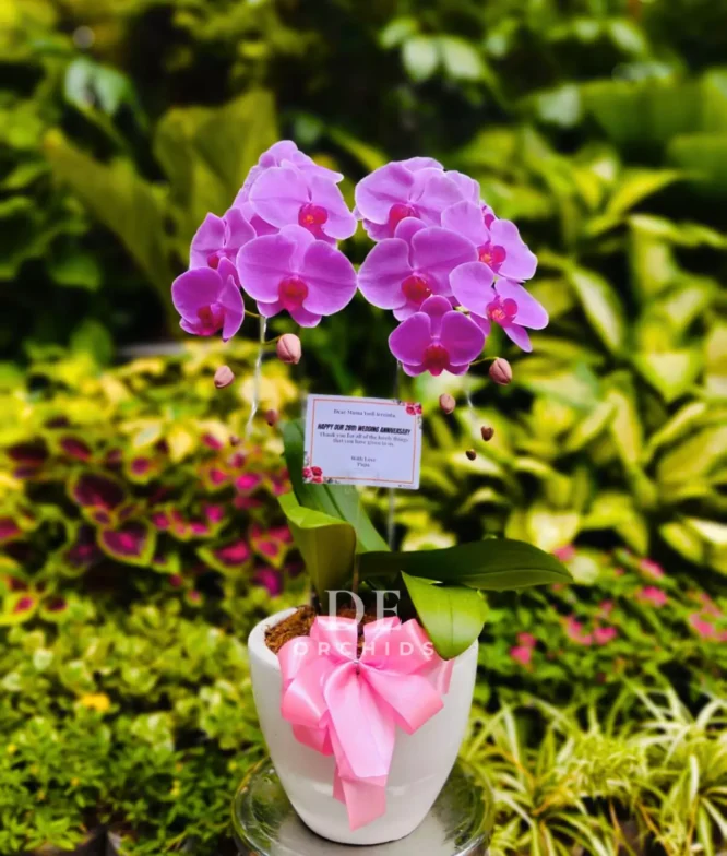 anggrek pink