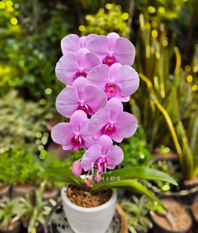 anggrek pink