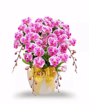 Anggrek bulan Dewasa Rangkaian 5 Pohon Warna Pink Strip