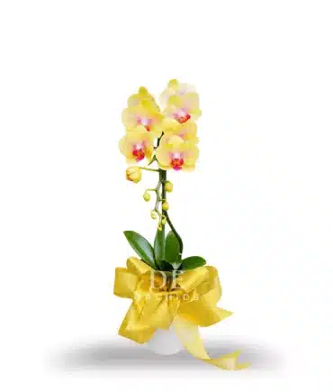 Anggrek bulan isi 1 Pohon warna Kuning