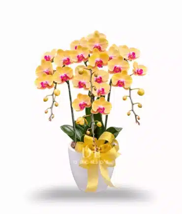 Anggrek bulan isi 4 pohon warna Kuning