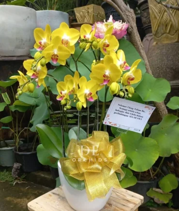 anggrek bulan kuning