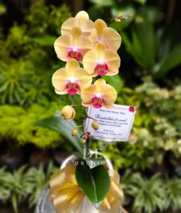 anggrek bulan kuning