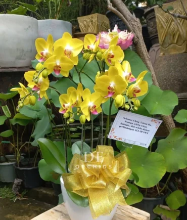 anggrek kuning