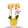 Anggrek bulan isi 2 Pohon warna Kuning