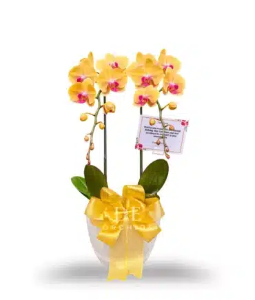 Anggrek bulan isi 2 Pohon warna Kuning