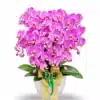 Anggrek bulan isi 6 Pohon Warna Pink
