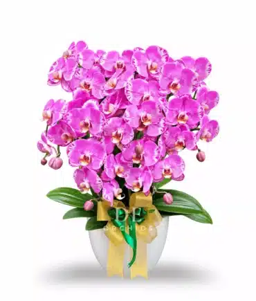 Anggrek bulan isi 6 Pohon Warna Pink