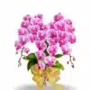 Anggrek bulan rangkaian 3 pohon warna Pink Strip