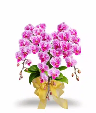 Anggrek bulan rangkaian 3 pohon warna Pink Strip