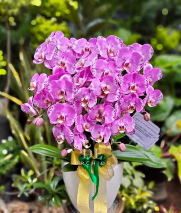 anggrek bulan pink