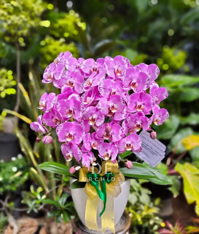 anggrek pink