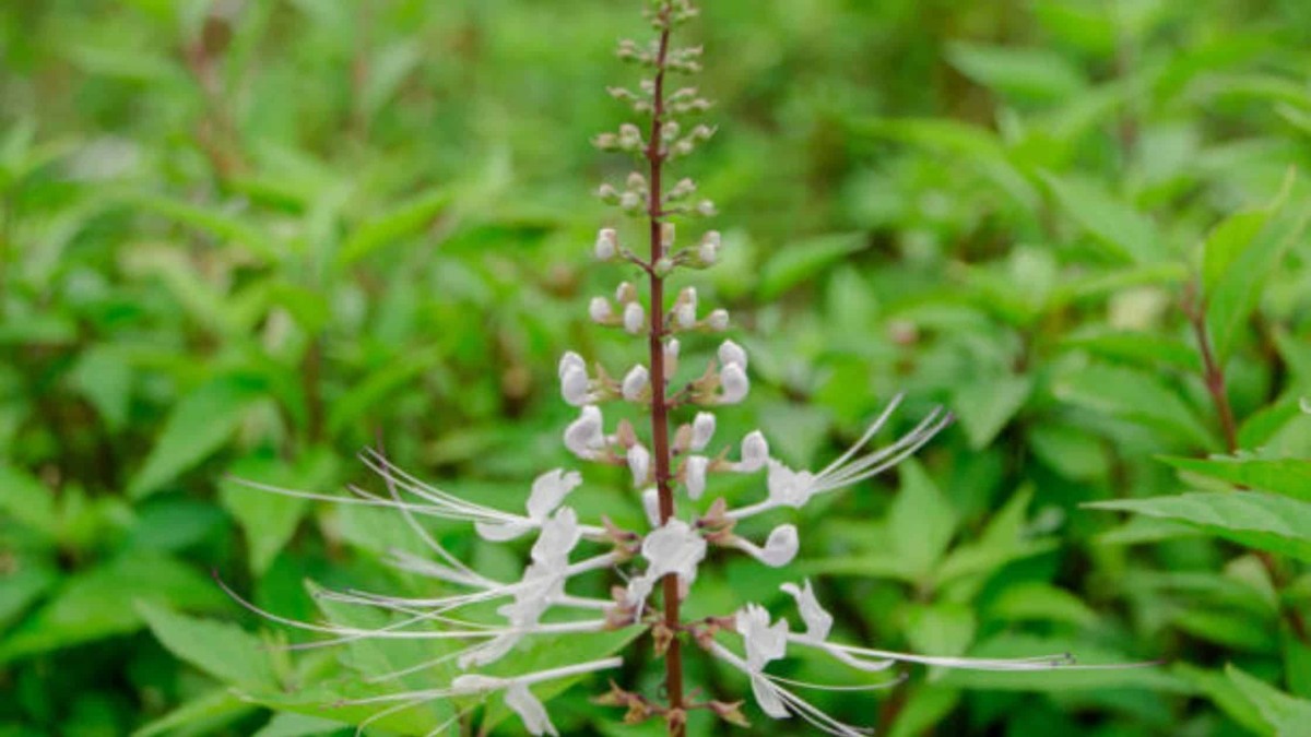 Manfaat Tanaman Kumis Kucing Bagi Kesehatan - De Orchids