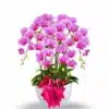 Bunga Anggrek bulan isi 7 pohon warna Pink