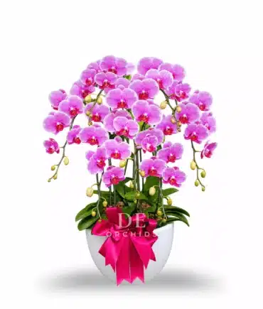 Bunga Anggrek bulan isi 7 pohon warna Pink