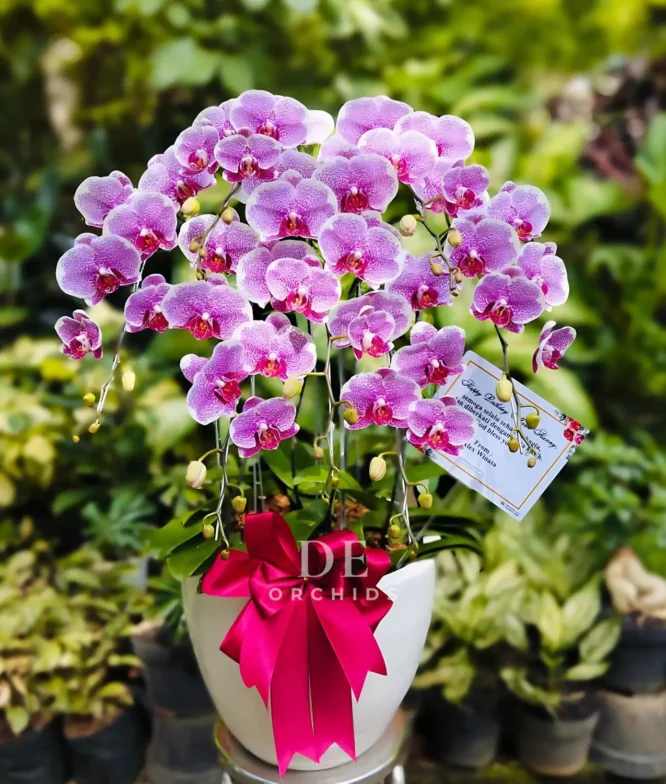 anggrek pink