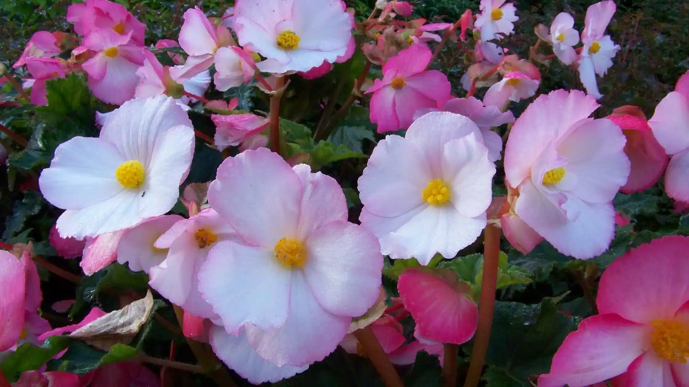 Mengenal Bunga Begonia Dan Cara Perkembangbiakannya