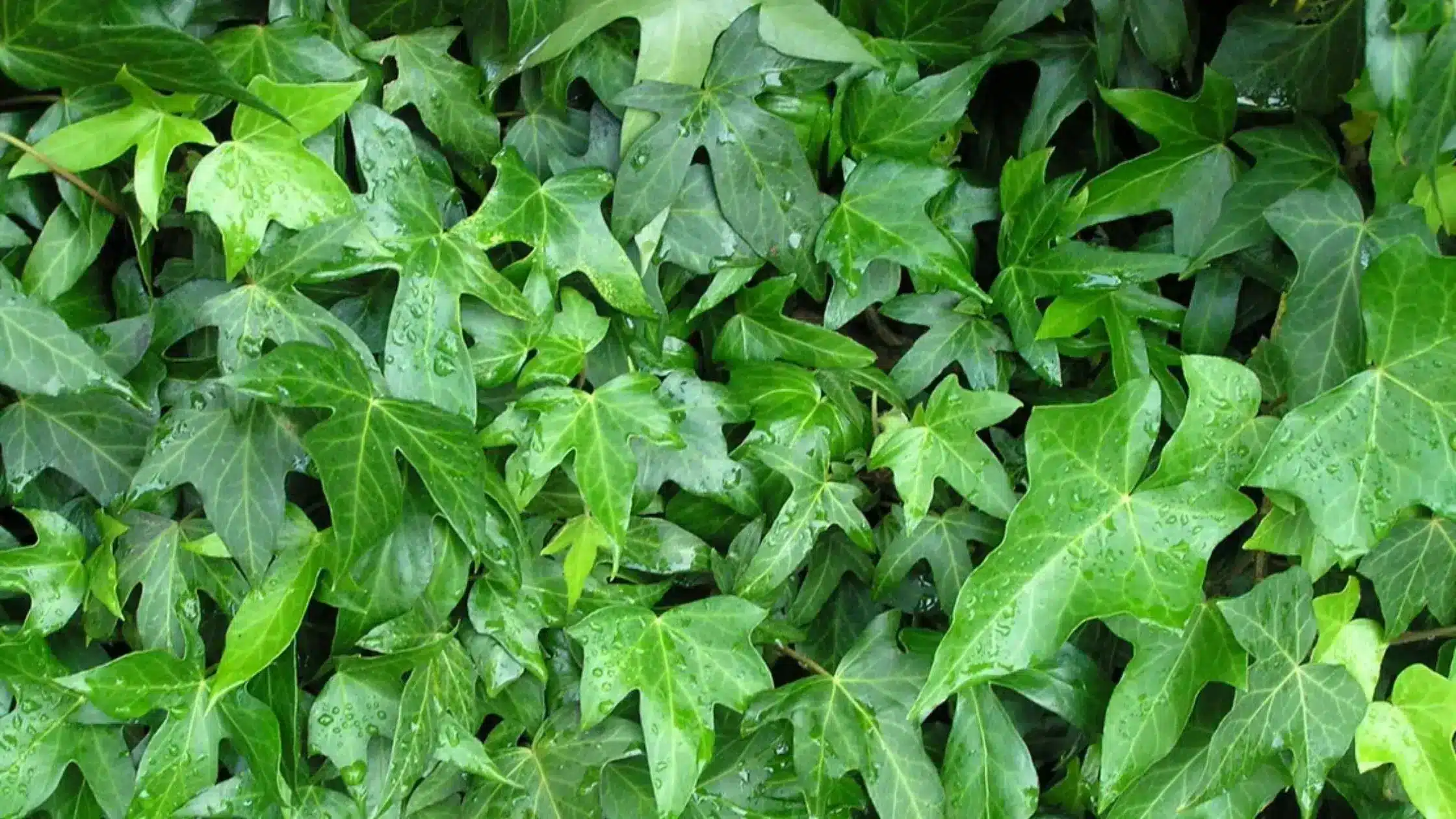 cara merawat tanaman ivy