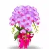 Anggrek Bulan Dewasa isi 3 Warna Pink