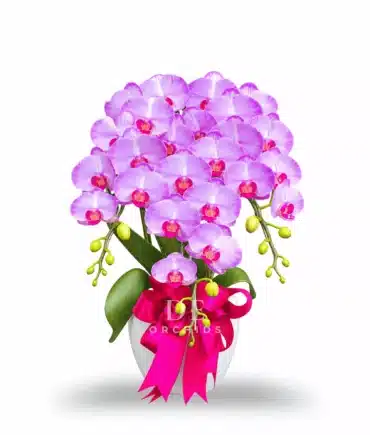 Anggrek Bulan Dewasa isi 3 Warna Pink