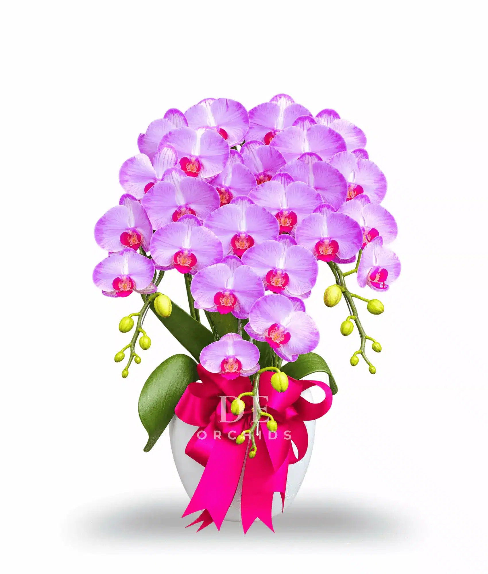 Anggrek Bulan Dewasa isi 3 Warna Pink