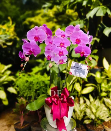 anggrek bulan pink premium
