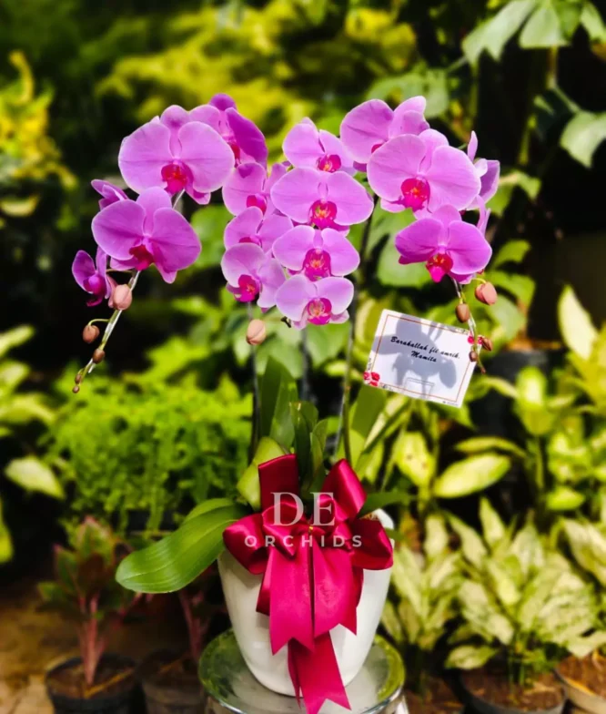 nggrek pink