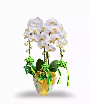 Hampers Lebaran – Anggrek bulan 3 Pohon Warna Putih