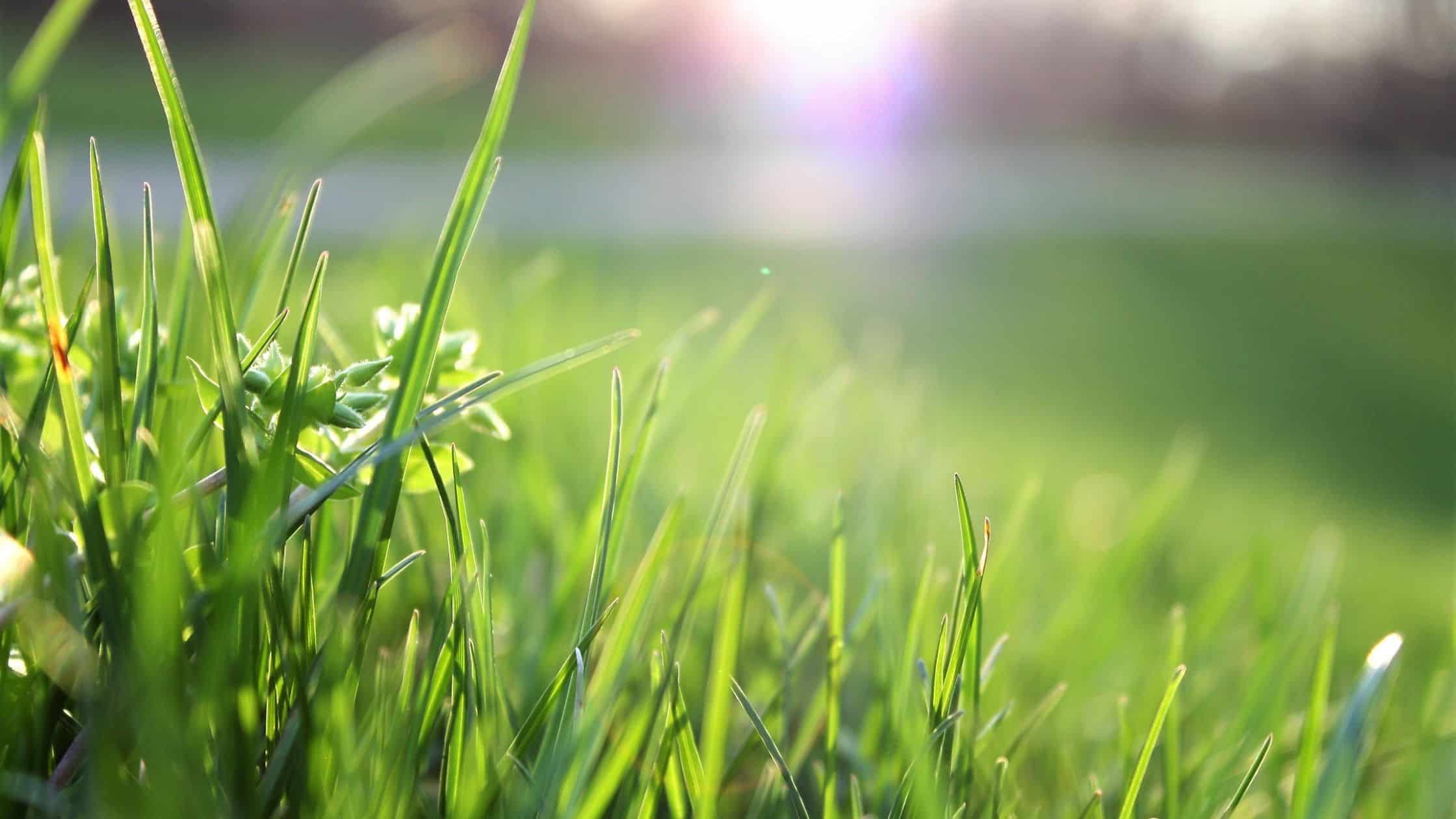 Jenis Rumput Yang Cocok Ditanam di Taman