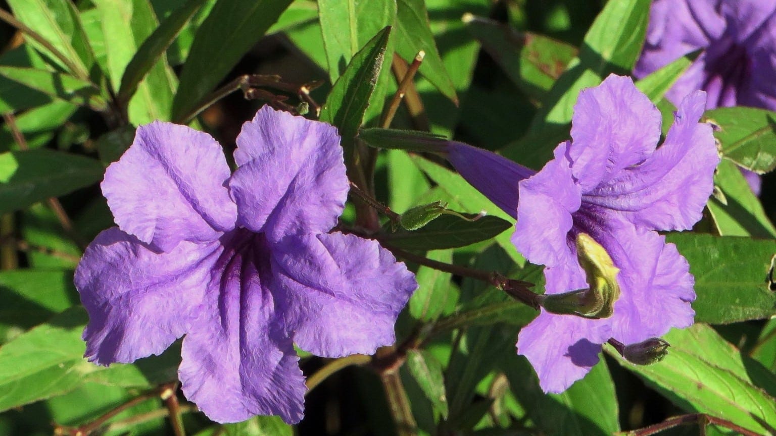 Mengenal Jenis Bunga Mematikan Di Dunia - De Orchids